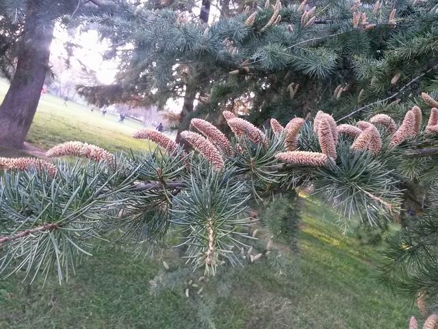 Cedrus atlantica